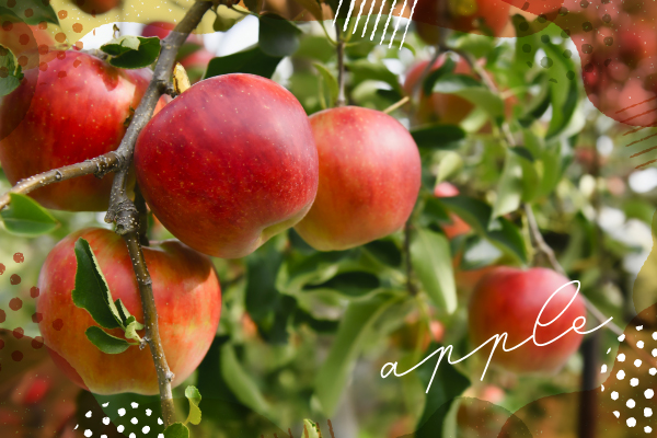 美肌効果が期待できる秋の果物「りんご」