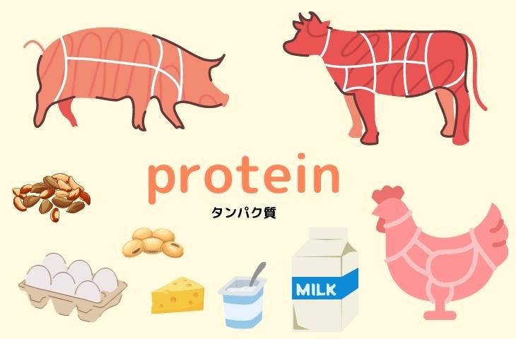 protein （タンパク質）